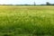 Many weeds background covering rice fields