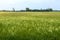 Many weeds background covering rice fields