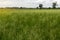 Many weeds background covering rice fields