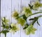 Many Whimsical white and green flowers on wood