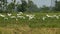 Many white birds enjoying the greenery