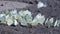 Many white butterflies sitting on a ground.