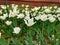 Many White colored Tulip flowers in a garden