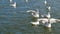 Many white cormorants or sea gulls eat food on the fly at the sea or lake