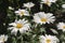 Many white daisies
