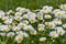 Many white daisies on a meadow. Bellis perennis - Group of daisies on springtime.