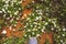 Many white daisies in top view of meadow