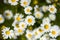 Many white daisies with white petals and yellow middle close-up. Chamomile is common in the field. Matricaria discoidea