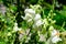Many white dragon flowers or snapdragons or Antirrhinum in a sunny spring garden, beautiful outdoor floral background photographed