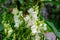 Many white dragon flowers or snapdragons or Antirrhinum in a sunny spring garden, beautiful outdoor floral background photographed