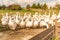 Many white fattening geese on a meadow