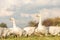 Many white fattening geese on a meadow