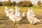 Many white fattening geese on a meadow