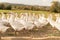 Many white fattening geese on a meadow