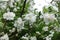 Many white flowers in the leafage of apple in spring