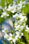 Many white flowers of Saxifrage