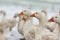 Many white geese on a snovy meadow in winter