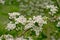 Many white hawthorn blossoms - Crataegus monogyna