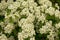 Many white hawthorn blossoms, full frame - Crataegus monogyna