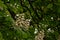 Many white horse chestnut flowers - Aesculus hippocastanum