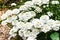 Many white Iberis flowers on an alpine hill
