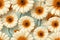 many white and orange daisies are arranged in a pattern