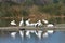 Many white pelicans preening on a marsh land beach