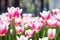 Many white pink tulips bloom in the park. Delicate spring flowers