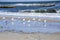 Many white sea gulls on the sandy beach of the sea shore on a sunny day.