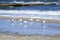 Many white sea gulls on the sandy beach of the sea shore on a sunny day.