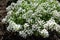 Many white small flowers Alyssum with tiny petals on small green bush blooms, grows on brown ground flower bed