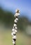 Many white snails on one branch