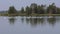 Many white swans in a lake