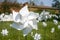 Many white windmills in green grass field