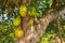 Many wild large Jack Fruits growing from a tree.