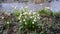 Many wild Leucojum - nowbell, Dewdrop,  St. Agnes` flowers in forest near small river