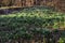 Many wild Leucojum - snowbell, Dewdrop,  St. Agnes` flowers in forest near small river