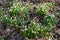 Many wild Leucojum - snowbell, Dewdrop,  St. Agnes` flowers in forest near small river