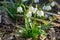 Many wild Leucojum - snowbell, Dewdrop,  St. Agnes` flowers in forest near small river