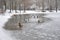 Many wild mallard ducks floating in the lake covered with snow in Bad Fussing, Bavaria, Germany