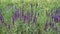 Many wild purple sage flowers in a meadow with bees collecting nectar or pollen