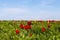 Many wild red, white and yellow tulips in green spring steppe under the blue sky