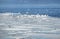 Many wild seagulls sit on an ice floes floating in cold blue water in bright sunny day horizontal view