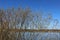 Many willow bushes on a sunny spring day on the lake