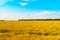 Many windmills for generating electricity in a yellow wheat field with rare trees. Windmills and beautiful steppe