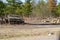 Many wood logs cut down at a deforestation site.