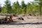 Many wood logs cut down at a deforestation site.