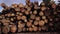 Many wooden logs in profile