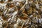 Many working bees on honeycomb, closeup. Colony of bees in apiary. Beekeeping in countryside. Macro shot with in a hive in a