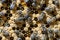 Many working bees on honeycomb, closeup. Colony of bees in apiary. Beekeeping in countryside. Macro shot with in a hive in a